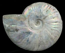 Cleoniceras besaiei - Fossils For Sale - #5208