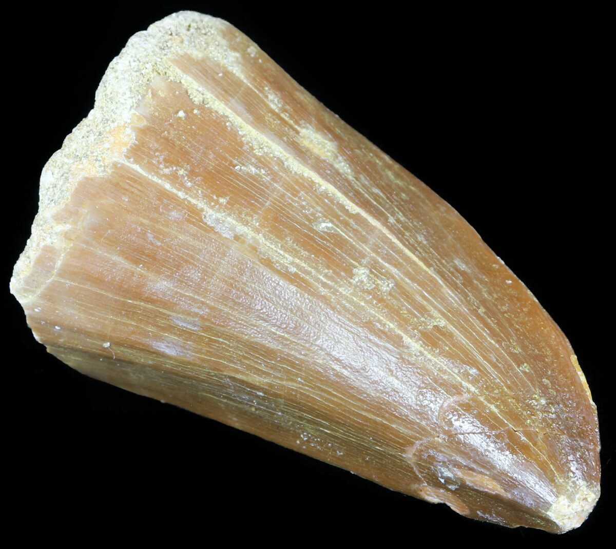 mosasaurus tooth for sale