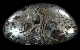 Polished, Pyritized Ammonite Fossil Segments - Russia #60923