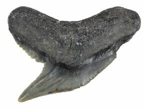 Fossil Tiger Shark Tooth From Georgia - #61627