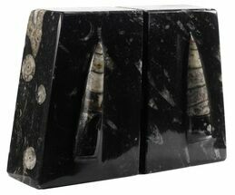 Polished Orthoceras Bookends - Morocco #61332