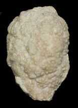 1.5" Cystoid (Holocystites) Fossil - Indiana - Fossil #62007