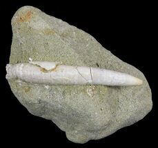Fossil Whale Tooth - Bakersfield, CA #62164