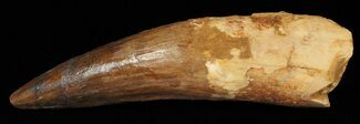 Monster, Spinosaurus Tooth - Composite Tip #62634