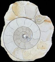 Cut and Polished Lower Jurassic Ammonite - England #62548