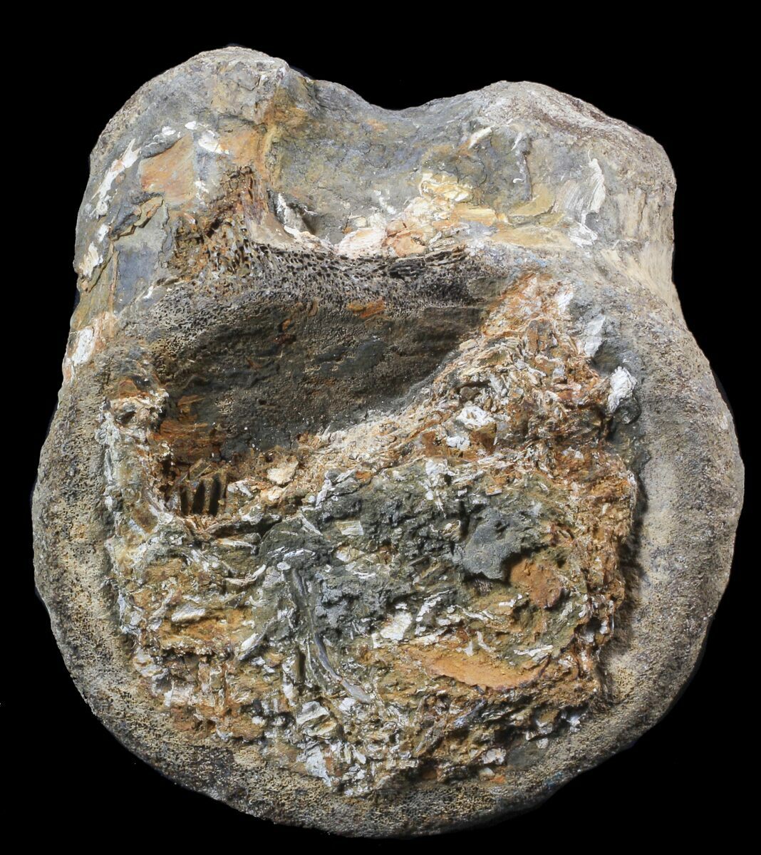 dinosaur vertebrae for sale