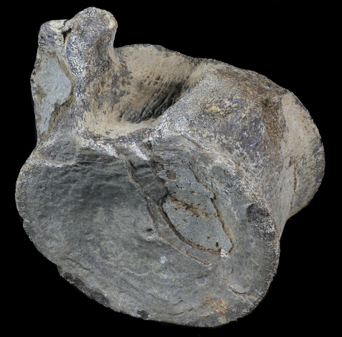 dinosaur vertebrae