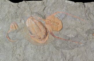 Two Lonchodomas & Two Asaphellus Trilobites - Morocco #62662