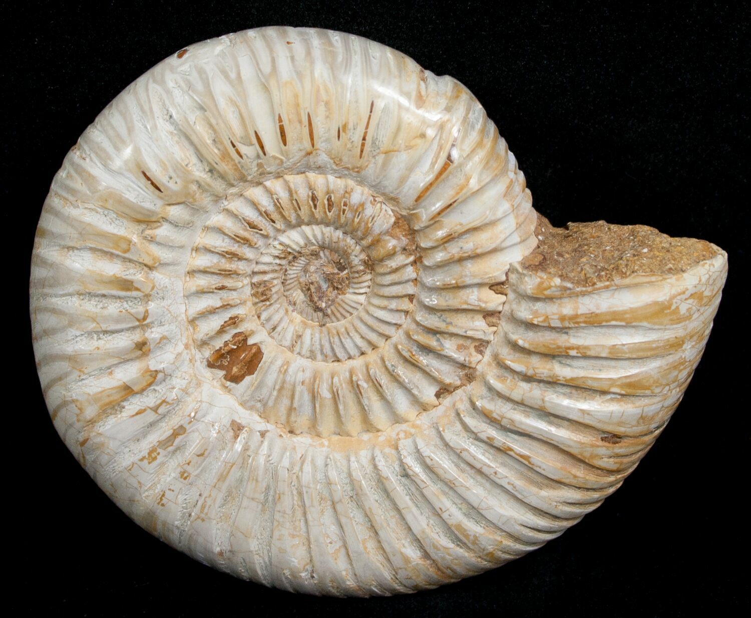 Арк аммонит. Девонский период аммониты. Perisphinctes. Аммонит АРК. Аманит.