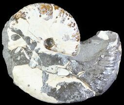 Discoscaphites Ammonite - South Dakota #62612