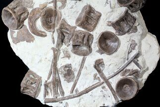 Plate of Xiphactinus (Cretaceous Fish) Vertebra & Ribs #62788
