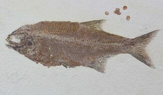 Very Rare Predatory Fish Eohiodon (Mooneye) - Best I've Seen! #62863
