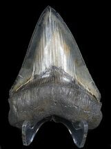 Serrated, Megalodon Tooth - Colorful Blade #62868