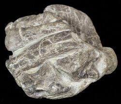 British Dinosaur (Hypsilophodon) Partial Hand With Claw & Verts #62913