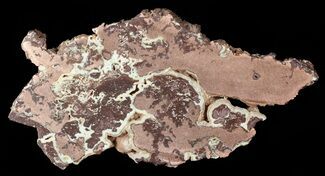 Polished Copper Ore Slab - Northern Australia #63094
