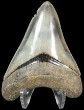 Serrated, Megalodon Tooth - Beautiful Tooth #63140