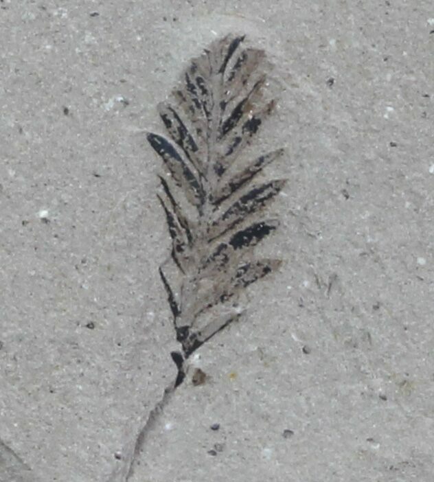 genus metasequoia fossil genus metasequoia fossil
