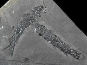 Two Devonian Lobed-Fin Fish (Osteolepis) - Scotland #63381