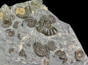 Ammonite Cluster - Somerset, England #63510