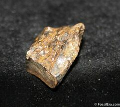 / Inch Triceratops Tooth #747