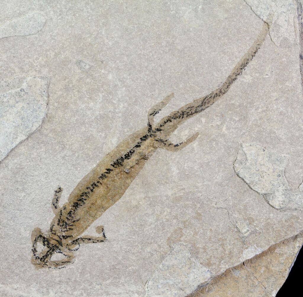 2.4" Permian Branchiosaur (Amphibian) Fossil - Germany For Sale (#63628