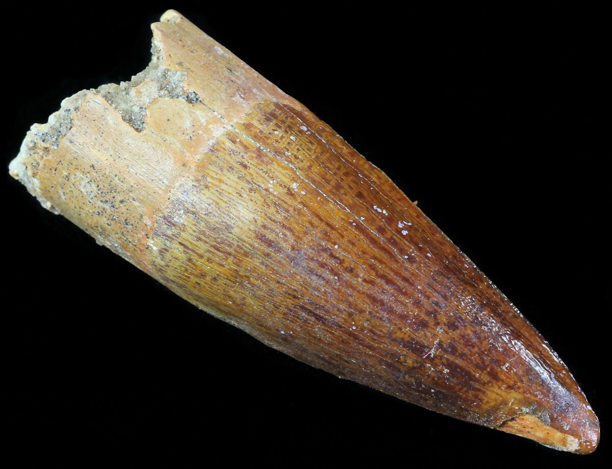 spinosaurus tooth real