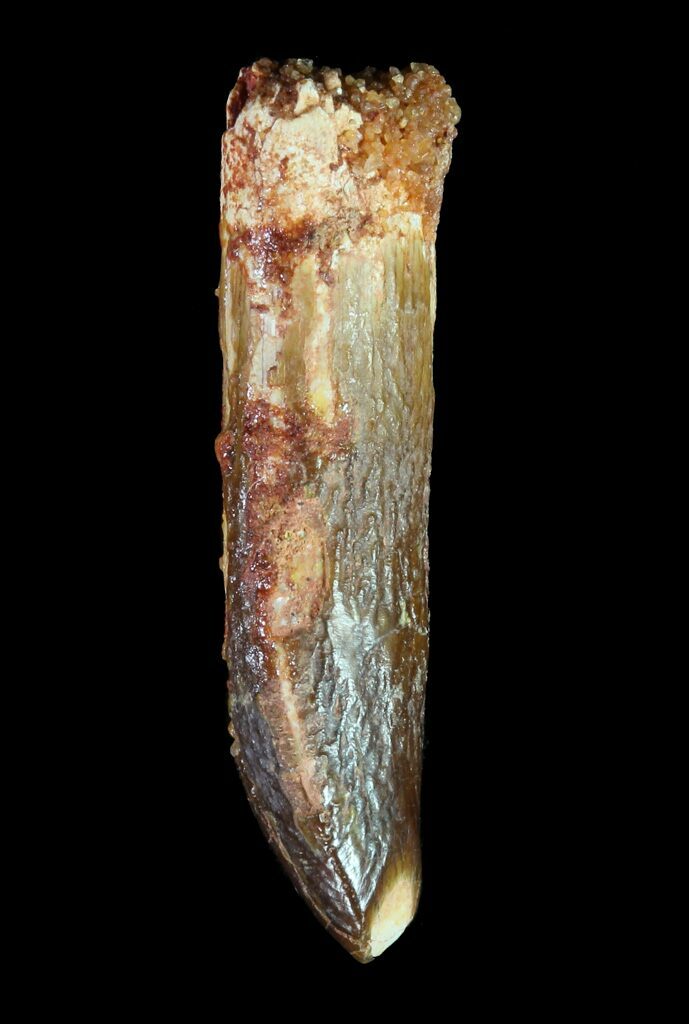 rebbachisaurus garasbae