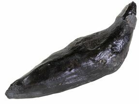 Fossil Whale Tooth - South Carolina #63551