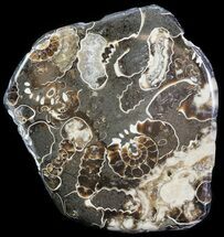Polished Ammonite (Promicroceras) Cluster - England #63829
