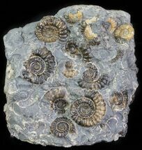 Ammonite Fossil (Promicroceras) Cluster - Somerset, England #63497