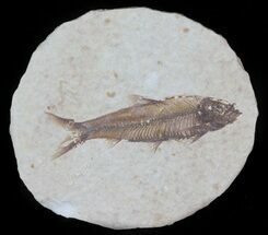 Knightia Fossil Fish - In Display Case #63861