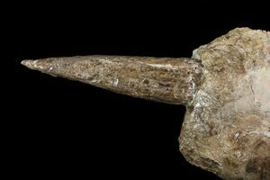 Xiphactinus Fossils For Sale - FossilEra.com Xiphactinus Fossils For Sale - FossilEra.com