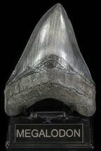 Large, Fossil Megalodon Tooth #64774