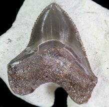 Squalicorax Fossil Shark Tooth - Kansas #64157