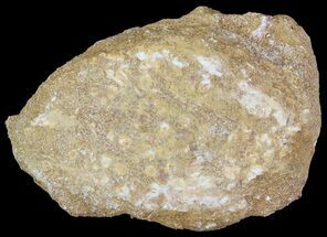 Eodiaphyodus (Fish) Tooth Plate - Cretaceous #65214