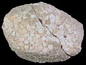 Eodiaphyodus (Fish) Tooth Plate - Cretaceous #65197