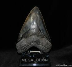 Absolutely Massive Inch Megalodon Tooth #87