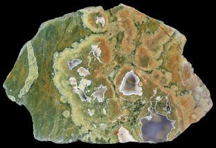 Polished Rainforest Jasper (Rhyolite) Slab - Australia #65352
