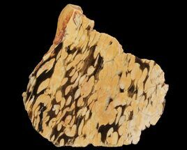 4.4" Slab of Fossilized "Peanut Wood" - Australia - Fossil #65451