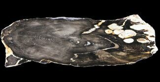 Round of Fossilized Peanut Wood - Australia #65463