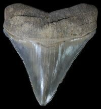 Serrated, Fossil Megalodon Tooth - Georgia #65777