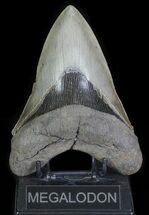 Killer, Fossil Megalodon Tooth - Collector Meg Tooth #66182