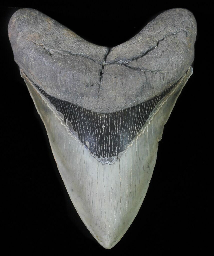 killer-5-87-fossil-megalodon-tooth-collector-meg-tooth-for-sale
