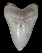 Serrated, Aurora Megalodon Tooth - Beautiful Enamel #66188