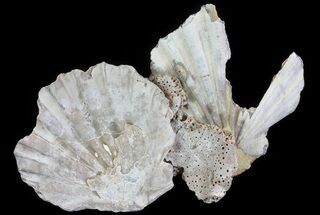 Multiple Fossil Pectin (Chesapecten) and Bone - Virginia #66396