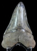 Serrated, Megalodon Tooth - Colorful Enamel #66191