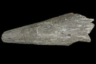 Cretaceous Fish (Martinichthys) Rostrum - Kansas #66890