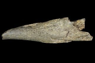 Cretaceous Fish (Martinichthys) Rostra - Kansas #66891