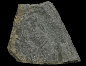 Plate Of Devonian Plant (Gosslingia) Fossil - Wales #66666