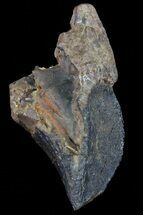 Triceratops Tooth Crown - Montana #66897